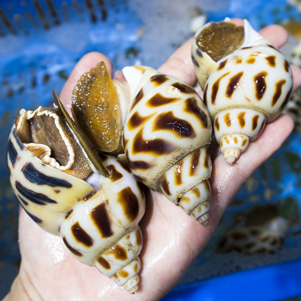Ốc Hương thiên nhiên giá sỉ 