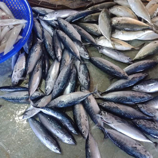 Cá ù giá sỉ