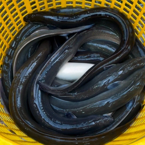 Cá chình sông giá sỉ 