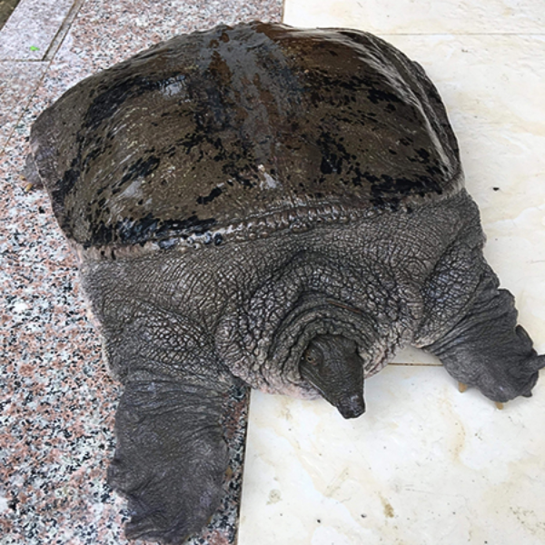 Ba ba gai giá sỉ