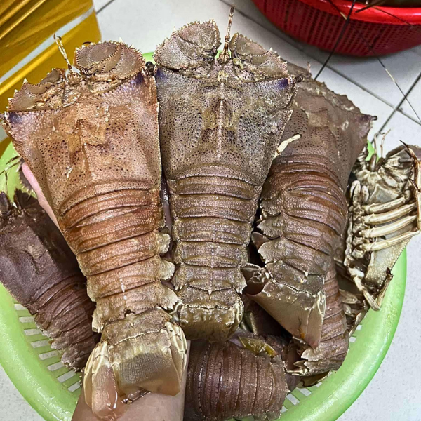 Tôm mũ ni sống giá sỉ