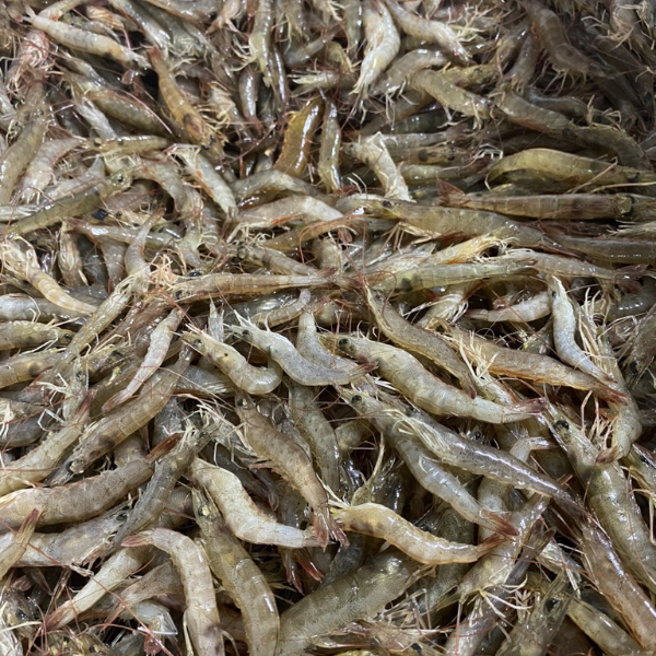 tôm rảo chất lượng
