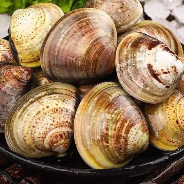Ngao vàng giá sỉ 