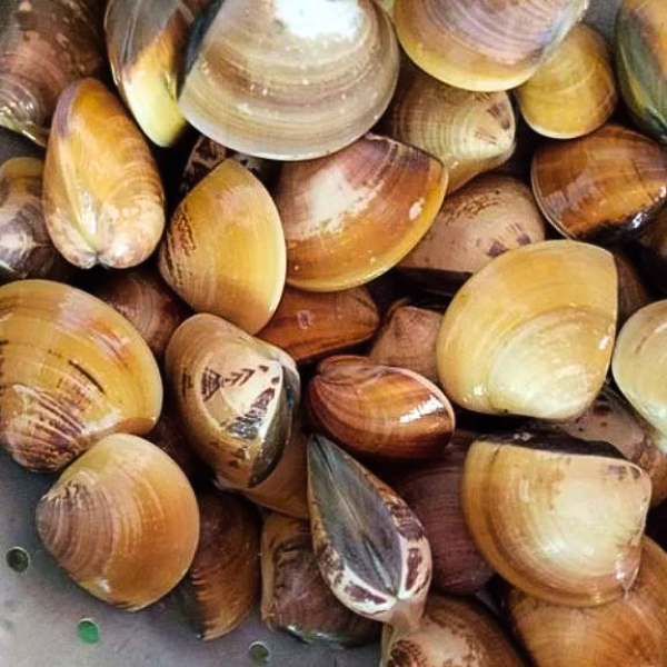 Ngao vàng giá sỉ 