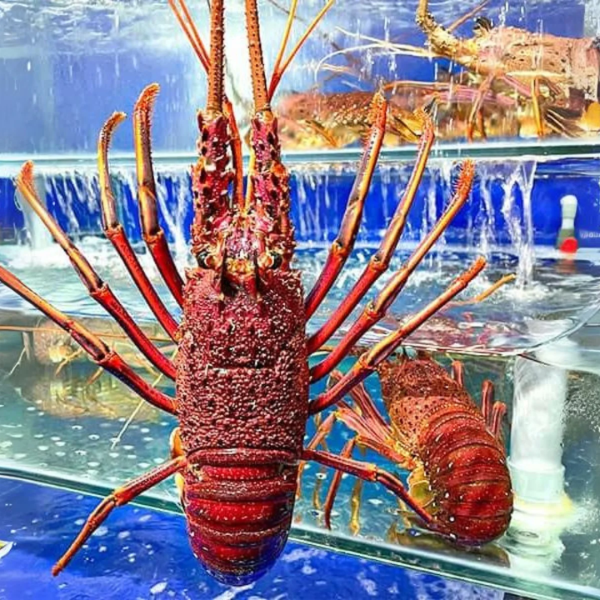 Tôm hùm đỏ thiên nhiên giá sỉ