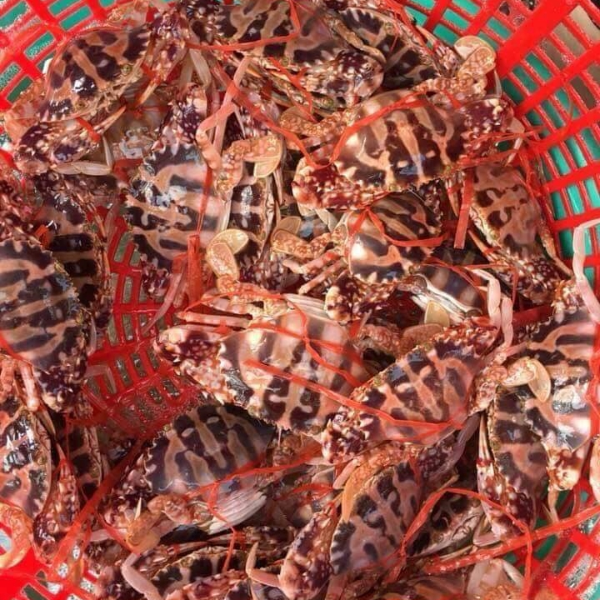 Ghẹ đỏ sống giá sỉ