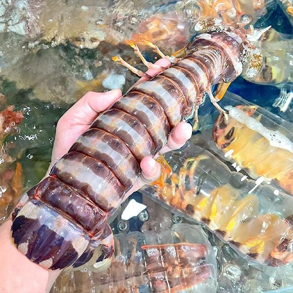 Bề Bề Chúa chất lượng